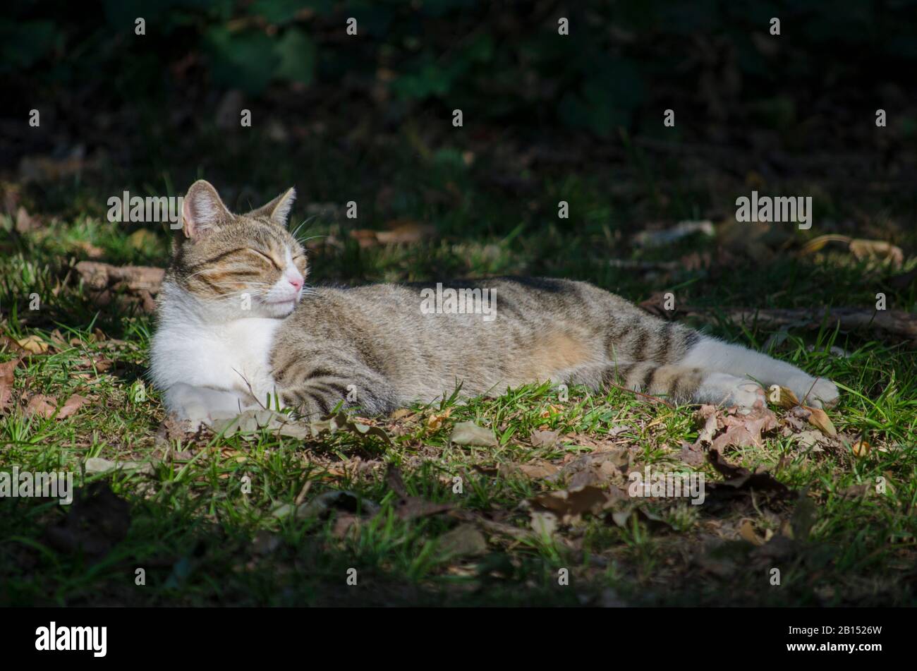 Cat lie down in Nature Stock Photo Alamy