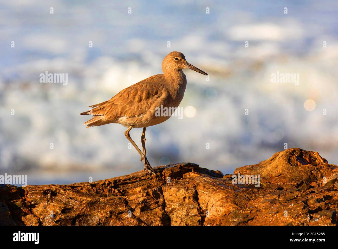 Willet (Caloptrophorus semipalmatus), in the surf on a rock, side view, USA, California, Crystal Cove State Park Stock Photo