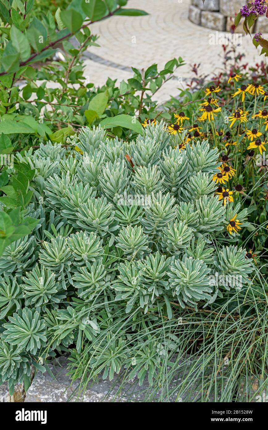 large mediterranean spurge (Euphorbia characias 'Silver Swan', Euphorbia characias Silver Swan), cultivar Silver Swan Stock Photo