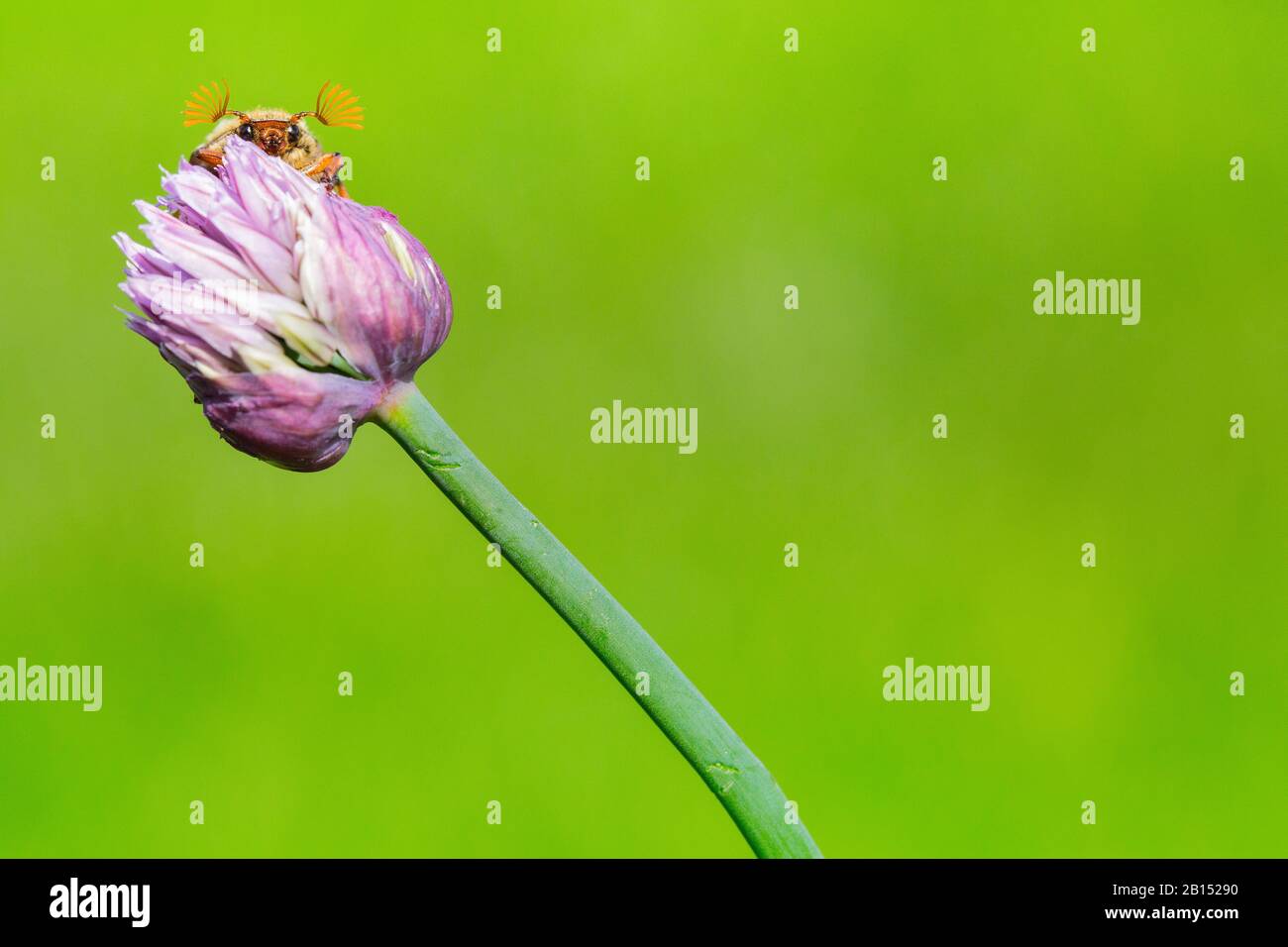 Common cockchafer, Maybug, Maybeetle (Melolontha melolontha), on Allium, Netherlands, Frisia, Delleboersterheide Stock Photo