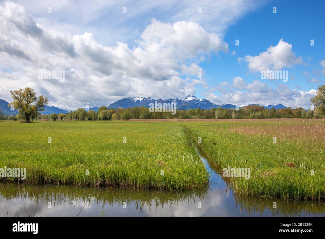 Grabenstaetter Moos, cultivated moor with mountain Kampenwand in background, Germany, Bavaria, Lake Chiemsee Stock Photo