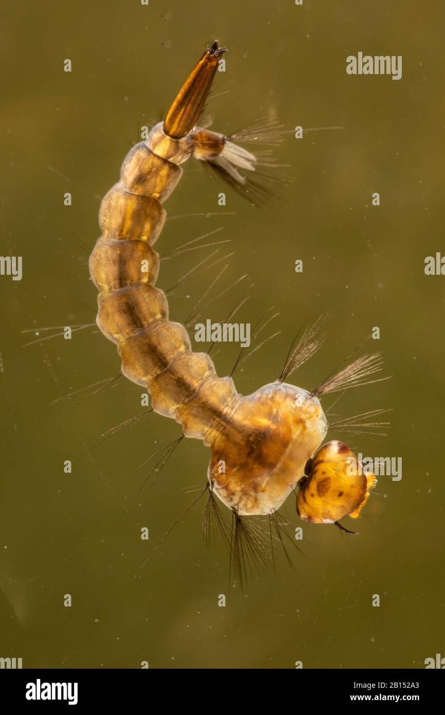 mosquito (Aedes maculatus), larva in water, Germany, Bavaria Stock Photo