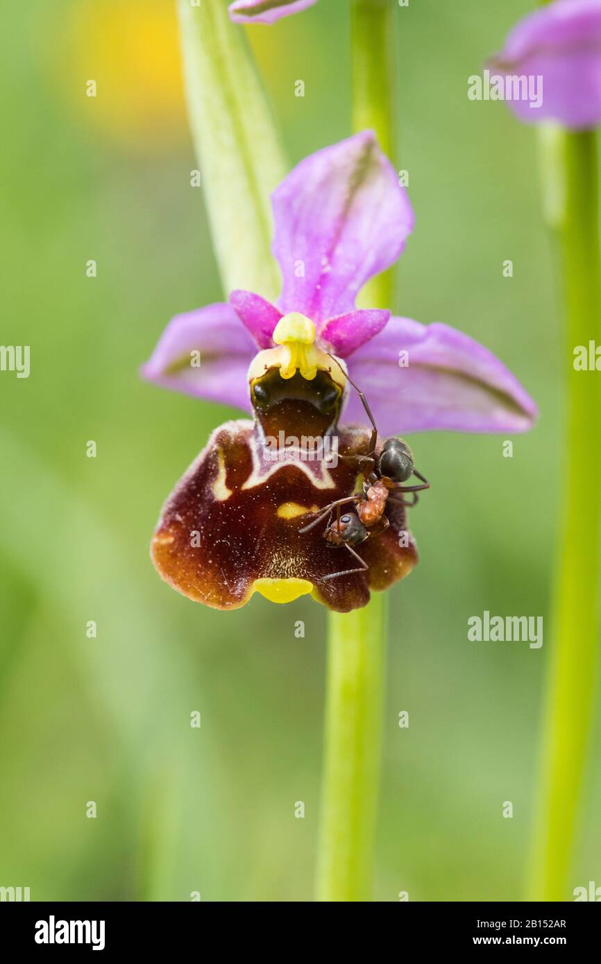 later spider orchid (Ophrys holoserica, Ophrys holosericea, Ophrys fuciflora), blooming with ant, Belgium Stock Photo