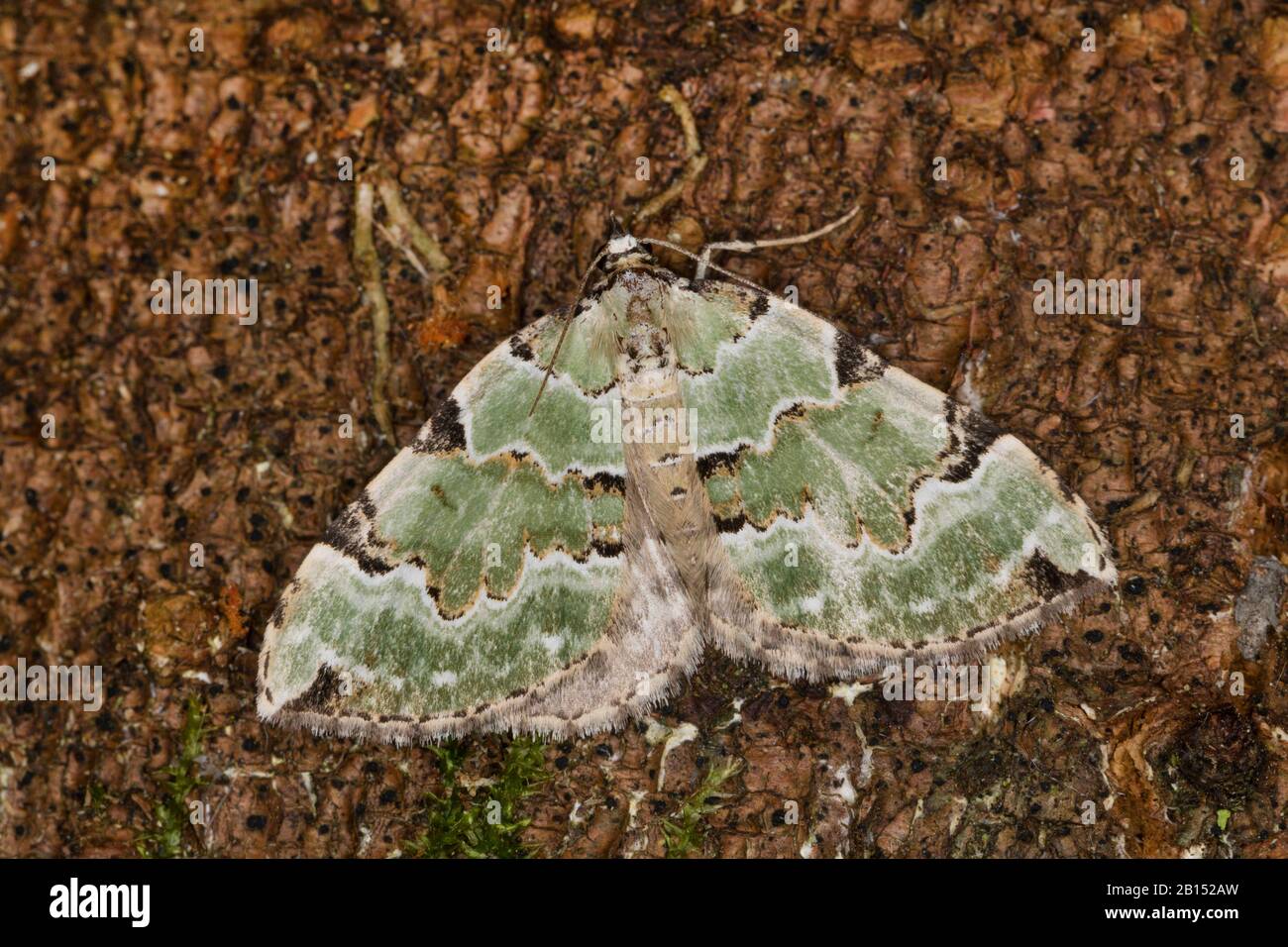 Green carpet (Colostygia pectinataria, Larentia viridaria), sits on bark, Germany Stock Photo