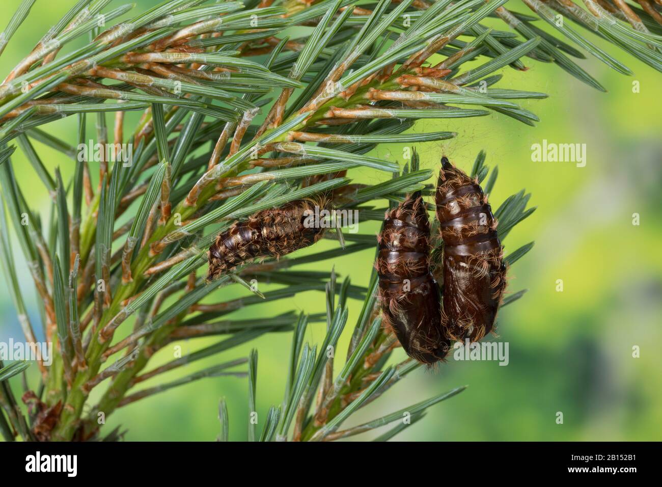 black arches (Lymantria monacha), pupas on a pine, Germany Stock Photo