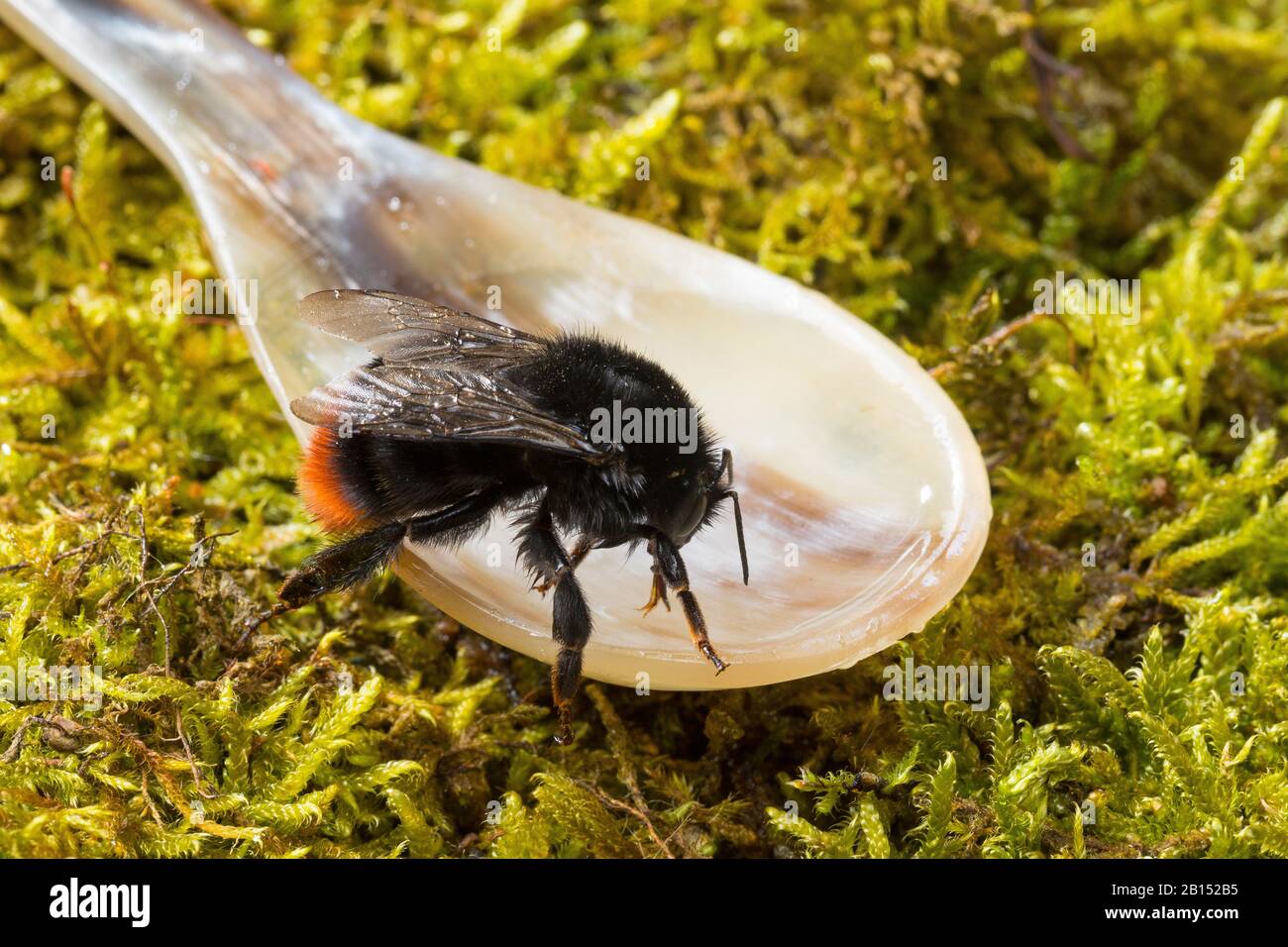 red-tailed bumble bee (Bombus lapidarius, Pyrobombus lapidarius, Aombus lapidarius), young queen bumble bee is fed on with sugar water in spring, Germany Stock Photo