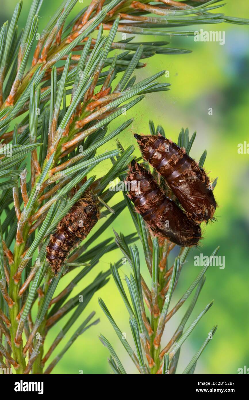 black arches (Lymantria monacha), pupas on a pine, Germany Stock Photo