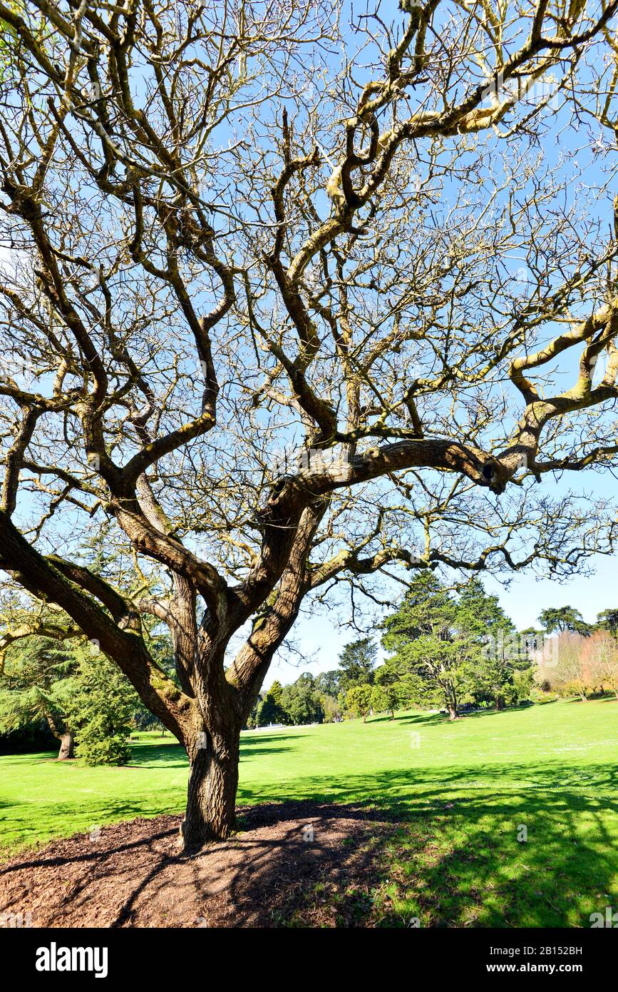 Leafless tree, San Francisco Botanical Gardens, San Francisco, California, USA. Stock Photo