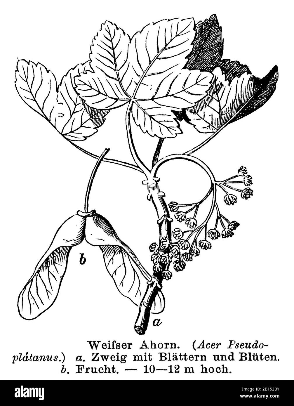 sycamore, Acer pseudoplatanus, Weißer Ahorn, érable sycomore, anonym (botany book, 1884) Stock Photo