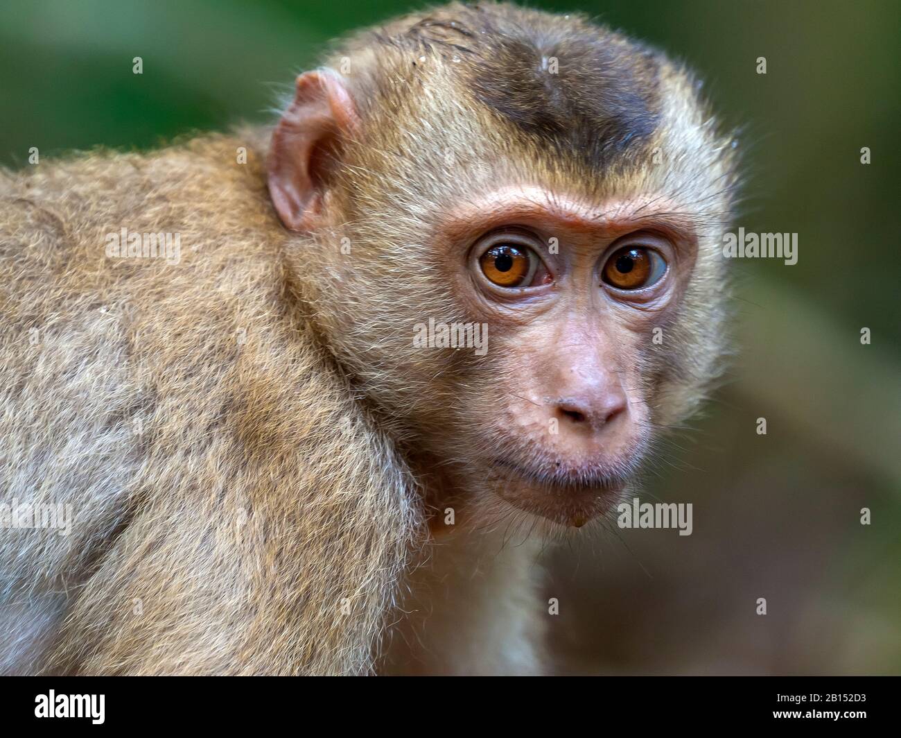 Northern pig-tailed macaque (Macaca leonina), young animal, portrait, Thailand, Khao Yai National Park Stock Photo
