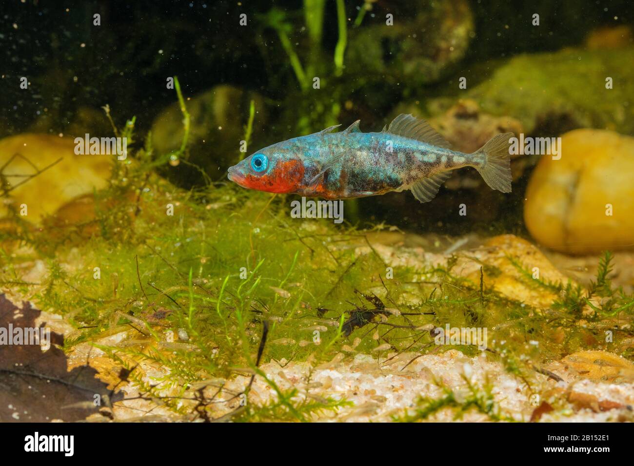 three-spined stickleback (Gasterosteus aculeatus), male over nest with afloat larvae, side view, Germany Stock Photo