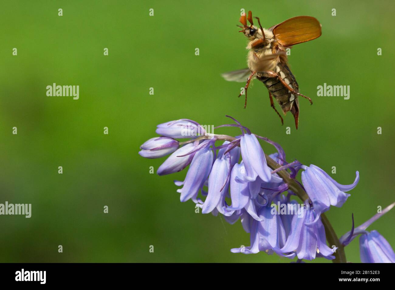 Common cockchafer, Maybug, Maybeetle (Melolontha melolontha), landing on Bluebell, Netherlands Stock Photo