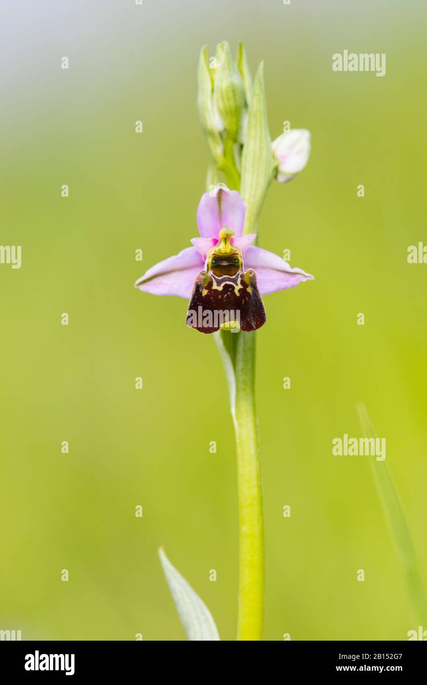 later spider orchid (Ophrys holoserica, Ophrys holosericea, Ophrys fuciflora), blooming, Belgium Stock Photo