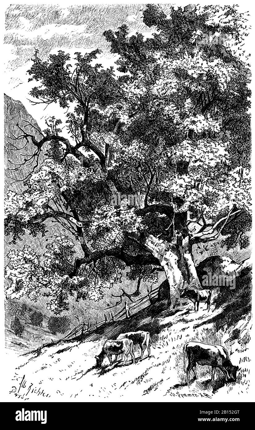 sycamore, Acer pseudoplatanus, Bergahorn, érable sycomore,  (encyclopedia, 1893) Stock Photo