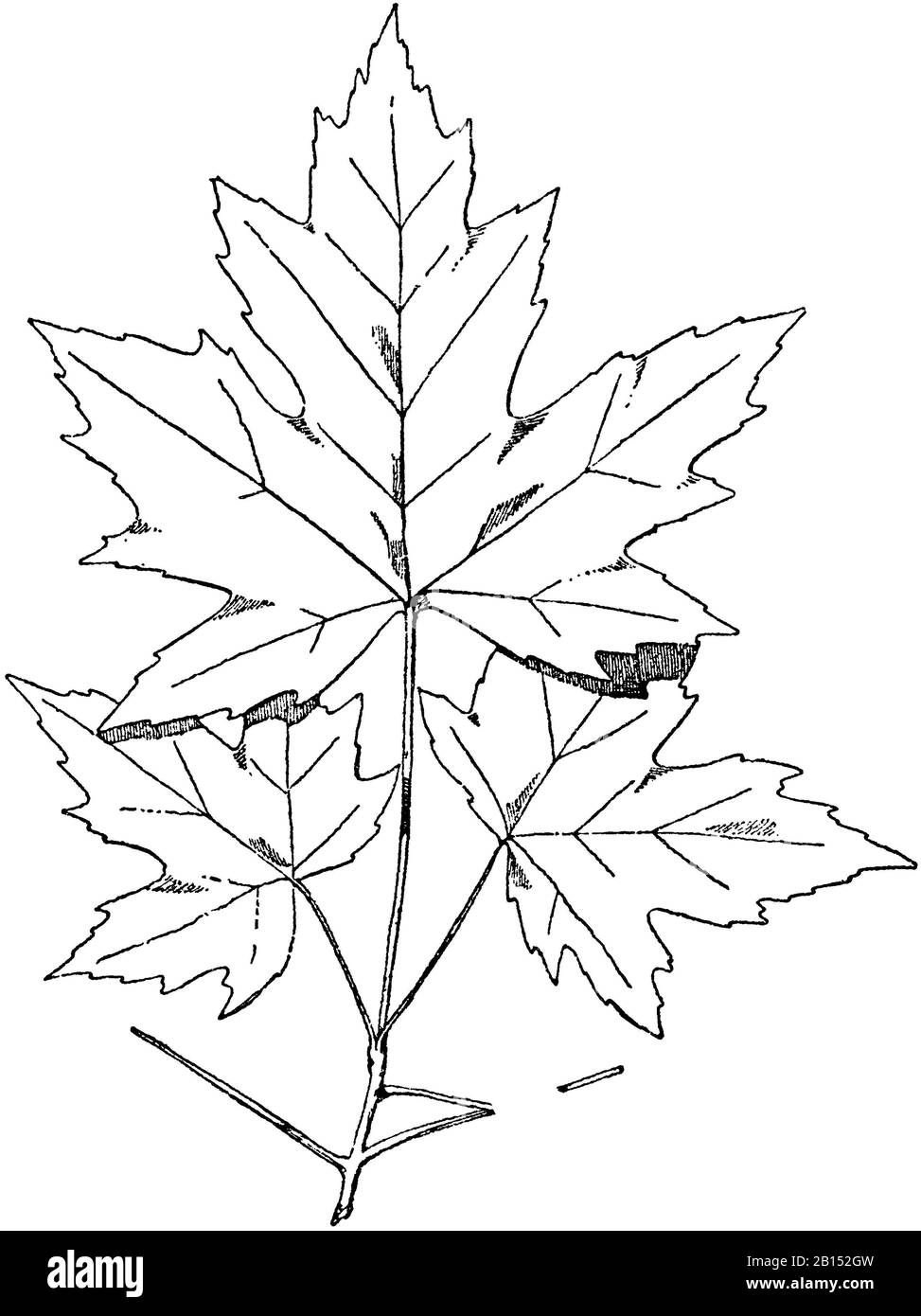 Norway maple, Acer platanoides, Spitzahorn: Zweig, Érable plane, FSM (pattern book, ) Stock Photo