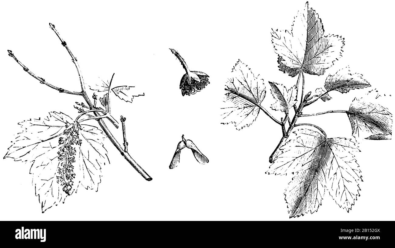 sycamore, Acer pseudoplatanus, Bergahorn, érable sycomore,  (garden book, 1877) Stock Photo