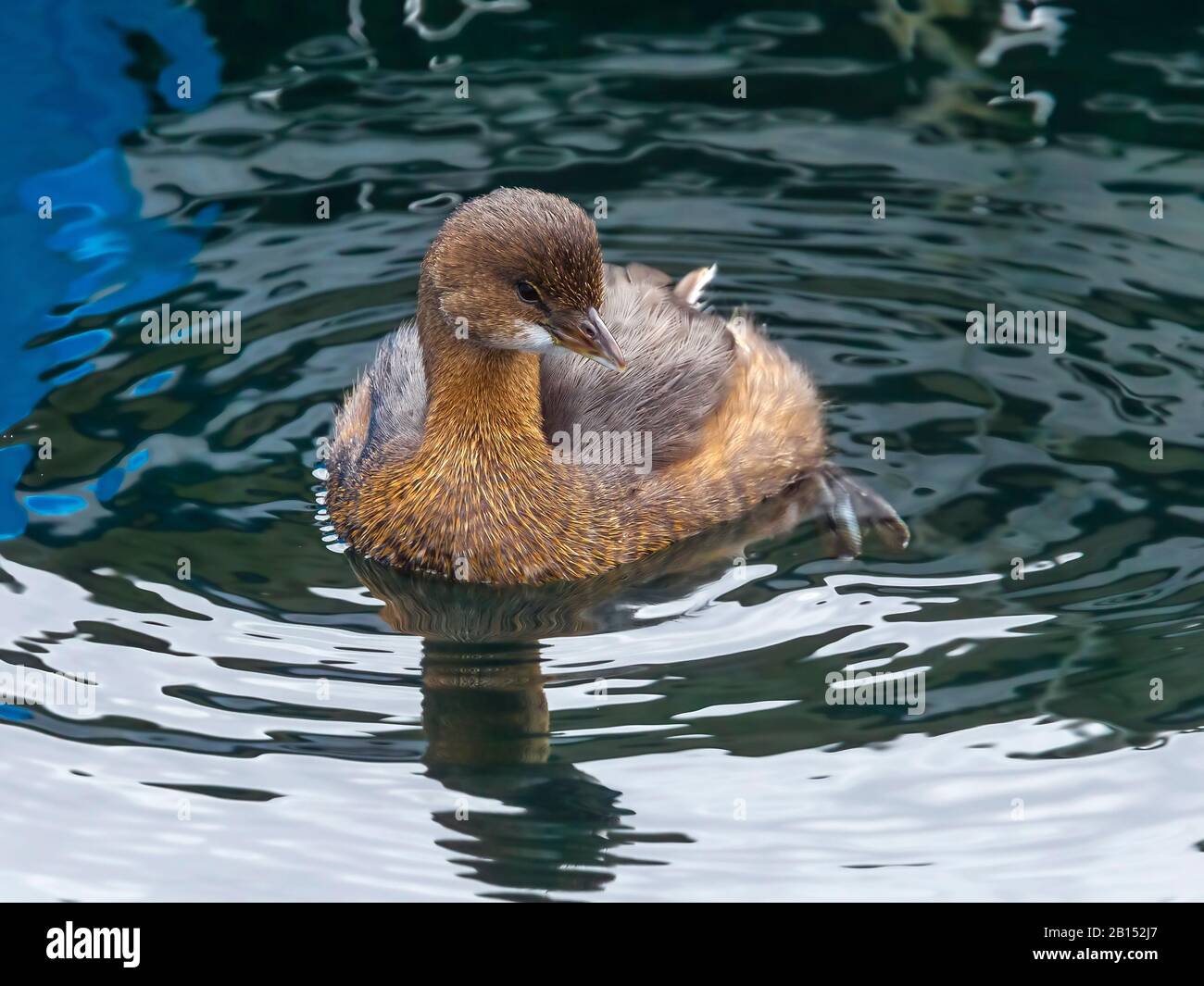 pied-billed grebe (Podilymbus podiceps), swimming, Azores, Terceira Stock Photo