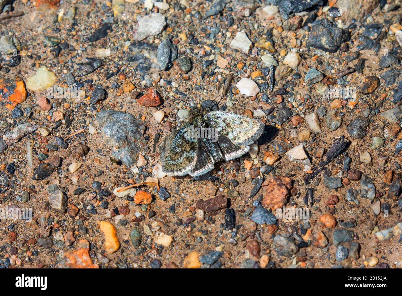 pyralid moth (Metaxmeste phrygialis), on gravel, view from above, Austria, Tyrol Stock Photo