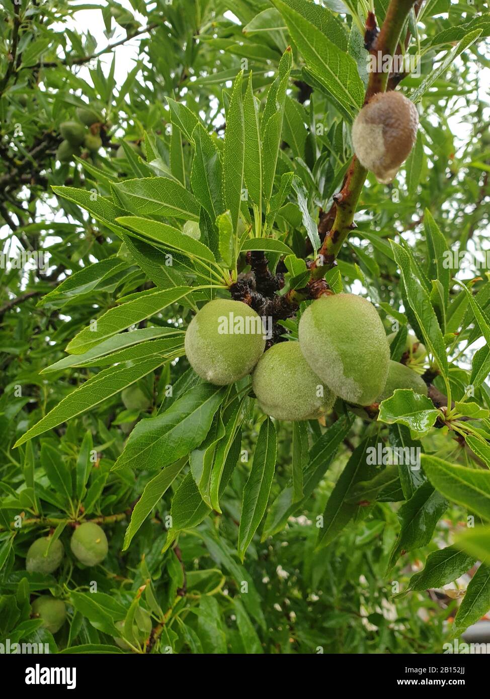Almond (Prunus dulcis, Prunus amygdalus, Amygdalus communis, Amygdalus dulcis), fruits on a tree, Spain, Balearic Islands, Majorca Stock Photo
