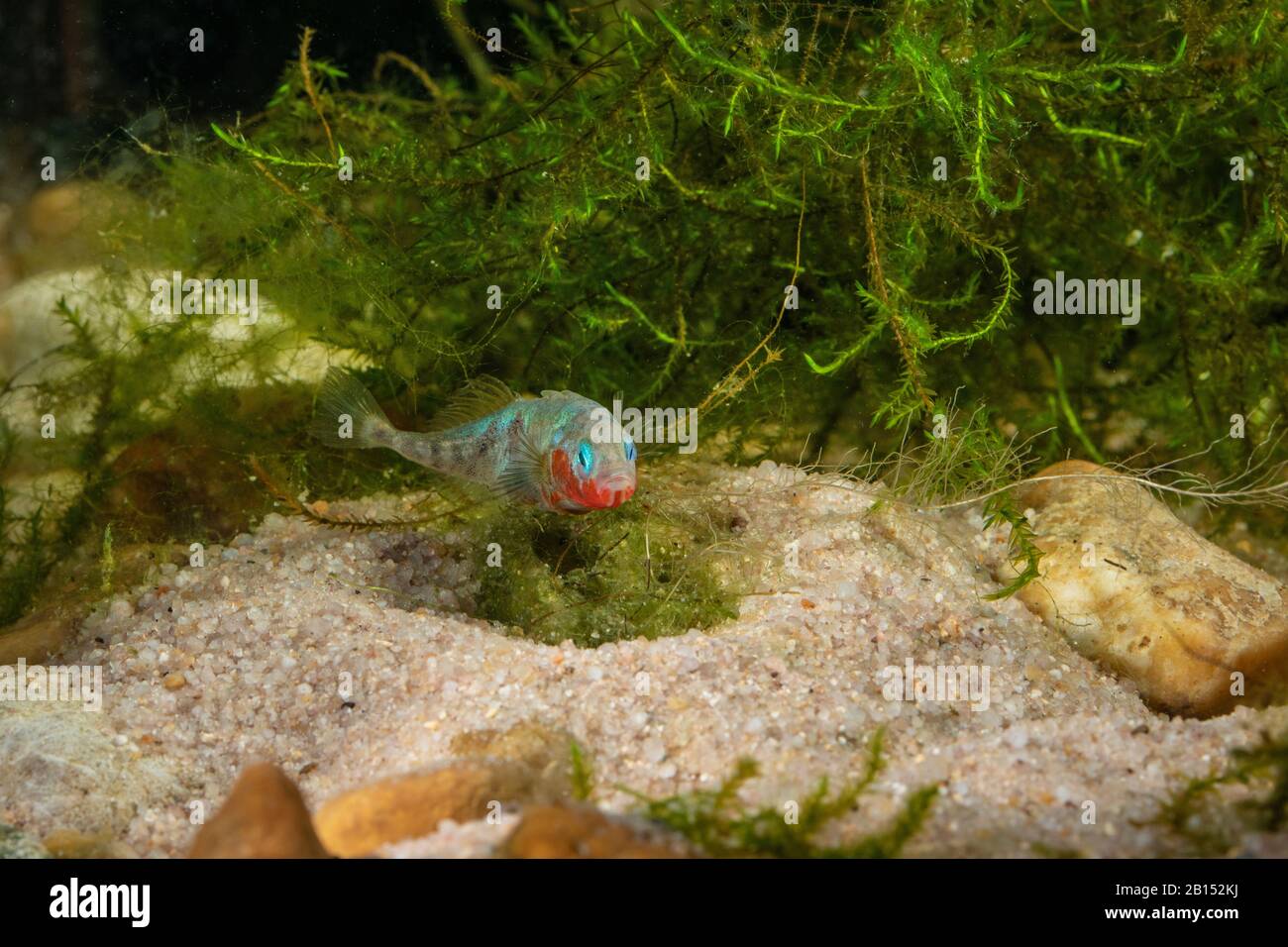 three-spined stickleback (Gasterosteus aculeatus), male sticking sand on the nest with kidney secretion after egg deposition, Germany Stock Photo
