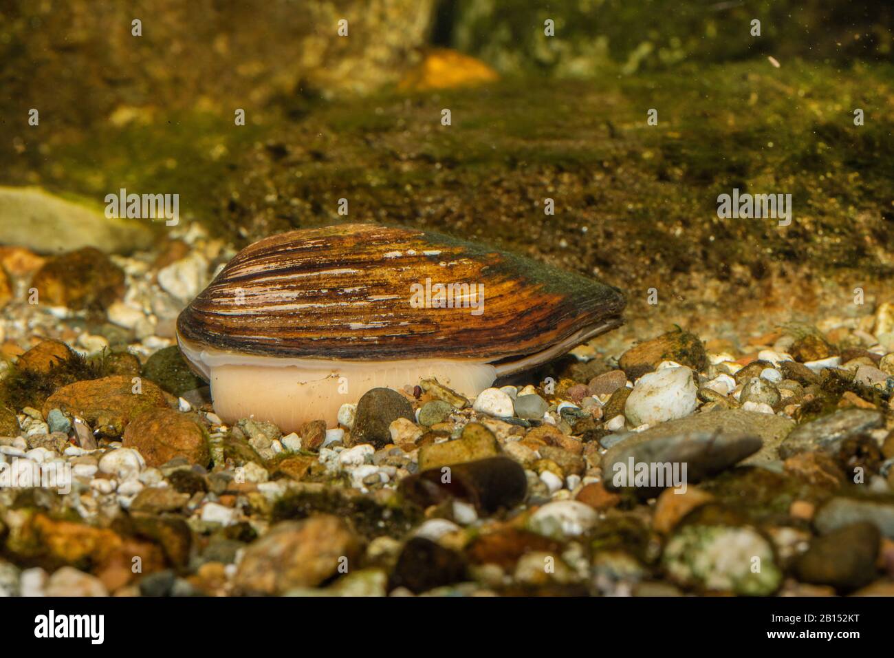 Common pond mussel, duck mussel (Anodonta anatina), digs in the ground with its foot, Germany Stock Photo