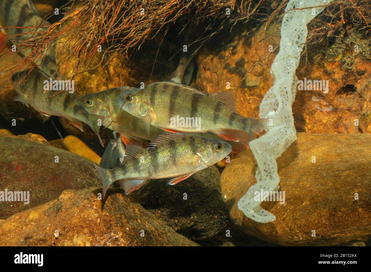 Perch European perch Redfin perch Perca fluviatilis spawning