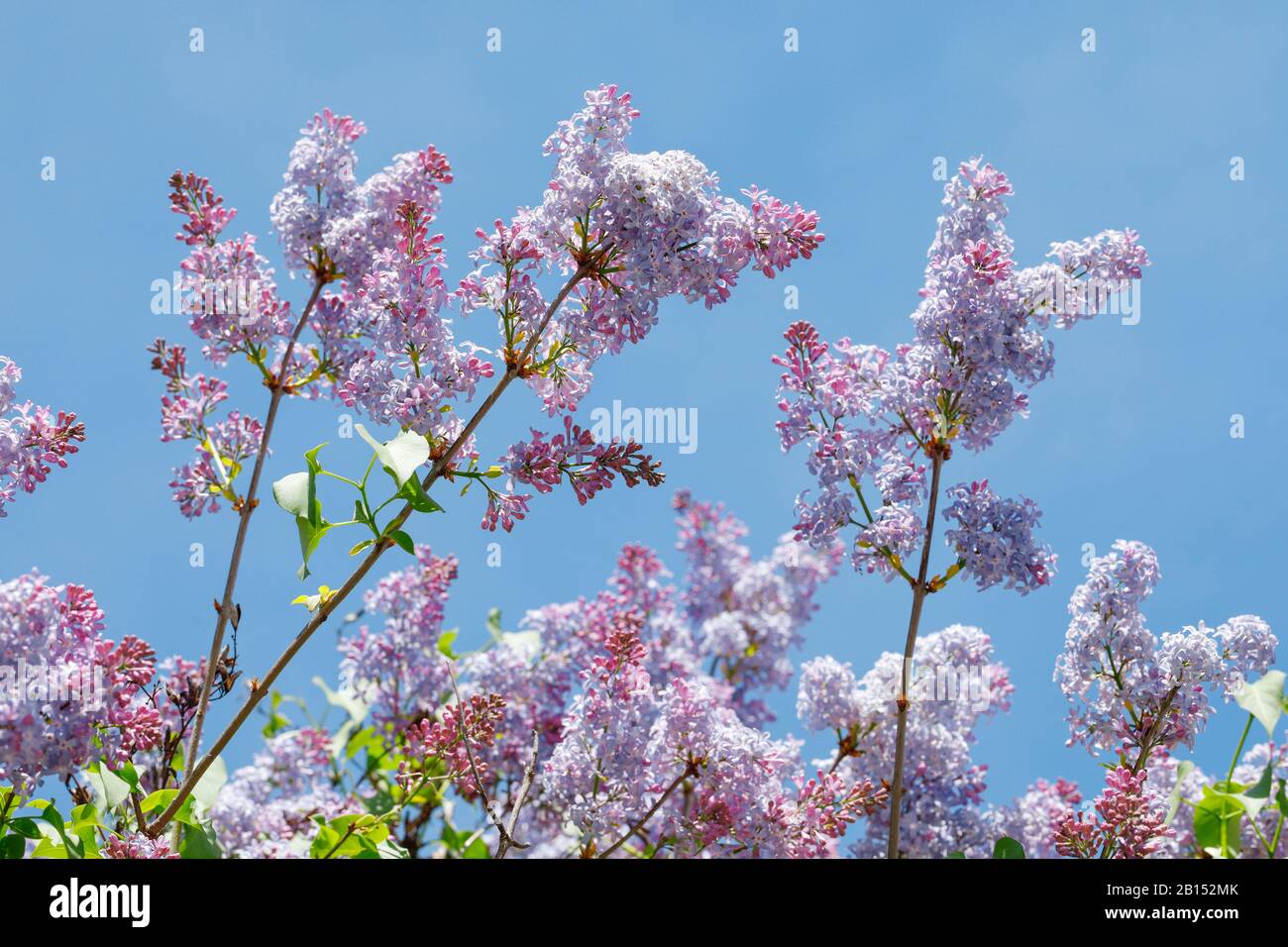 common lilac (Syringa vulgaris), blooming branches, Switzerland Stock Photo