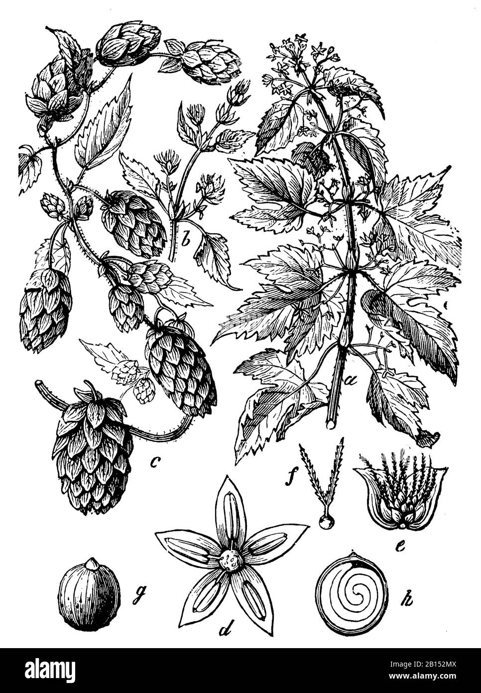 common hop or hops, Humulus lupulus, Hopfen, houblon ou houblon grimpant, (botany book, 1898