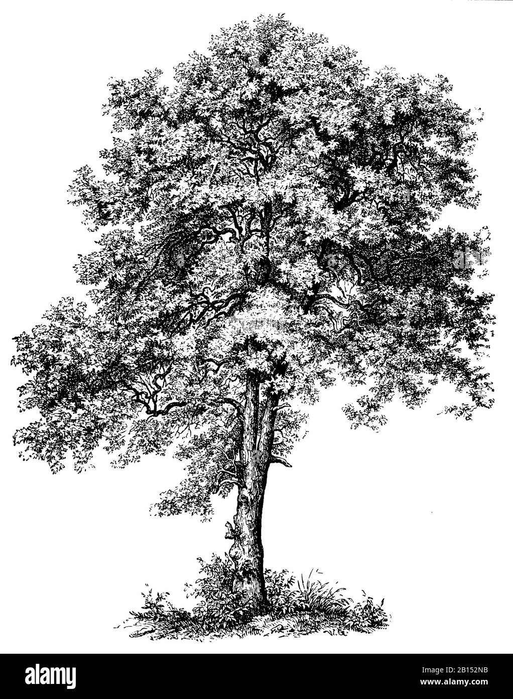 sycamore, Acer pseudoplatanus, Bergahorn, érable sycomore,  (encyclopedia, 1898) Stock Photo