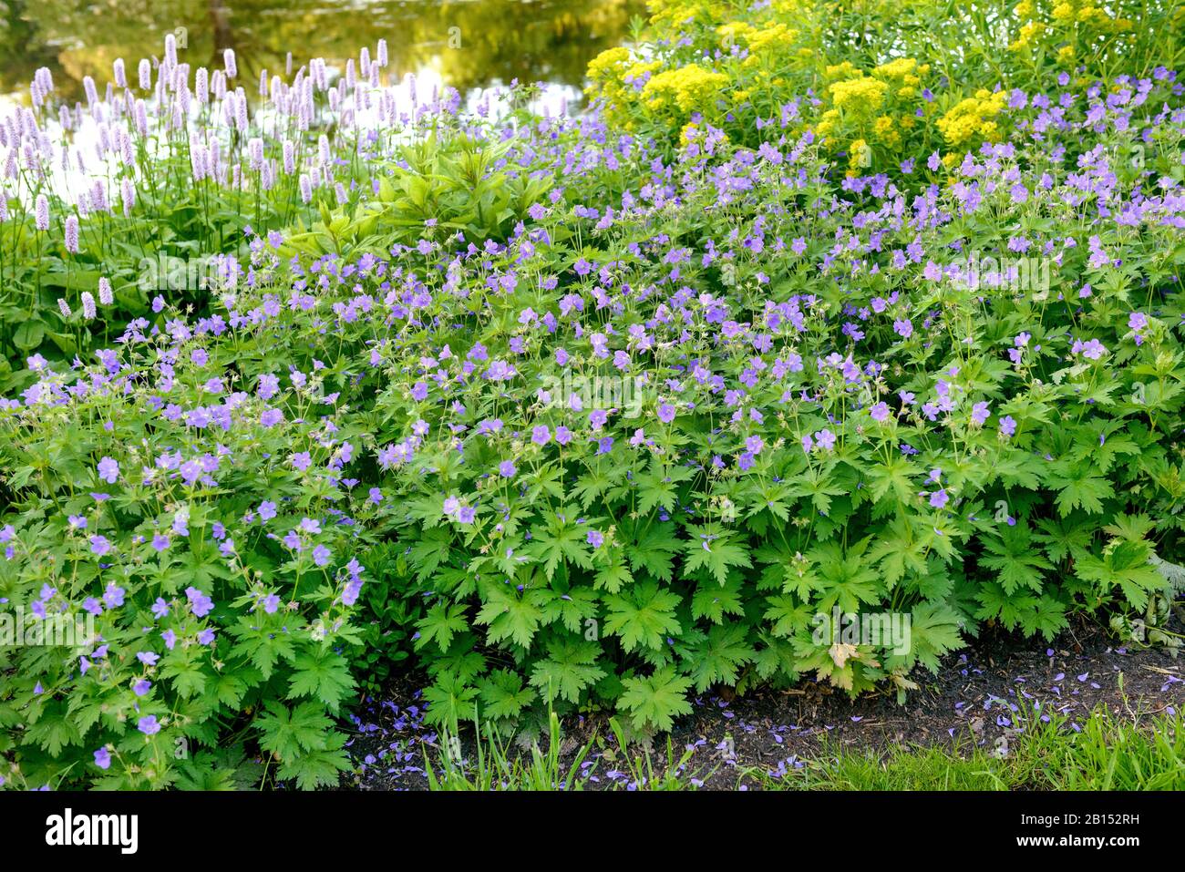 Wood cranesbill (Geranium sylvaticum 'Mayflower', Geranium sylvaticum Mayflower), cultivar Mayflower Stock Photo