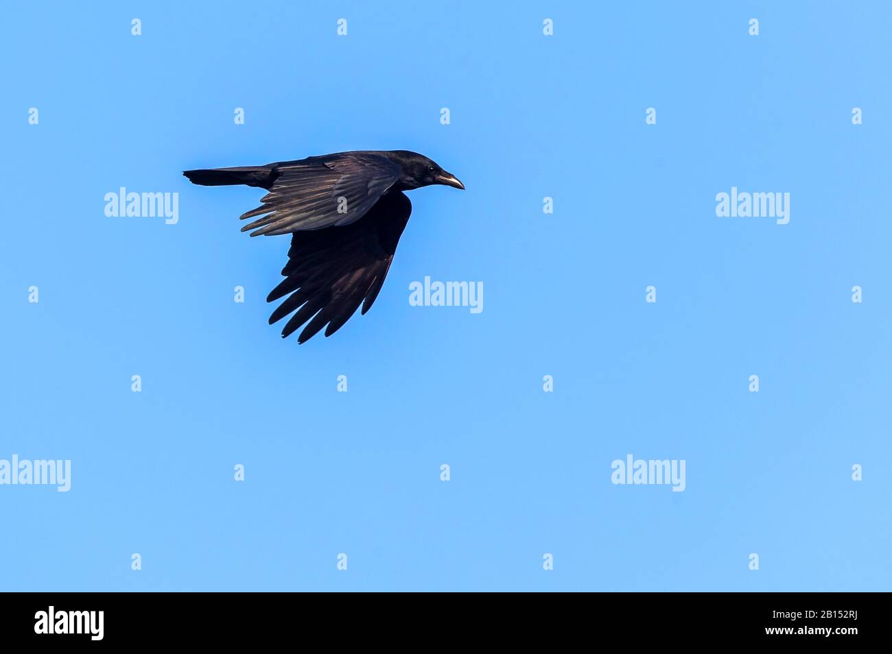 Carrion crow (Corvus corone, Corvus corone corone), in flight, Germany, Mecklenburg-Western Pomerania Stock Photo