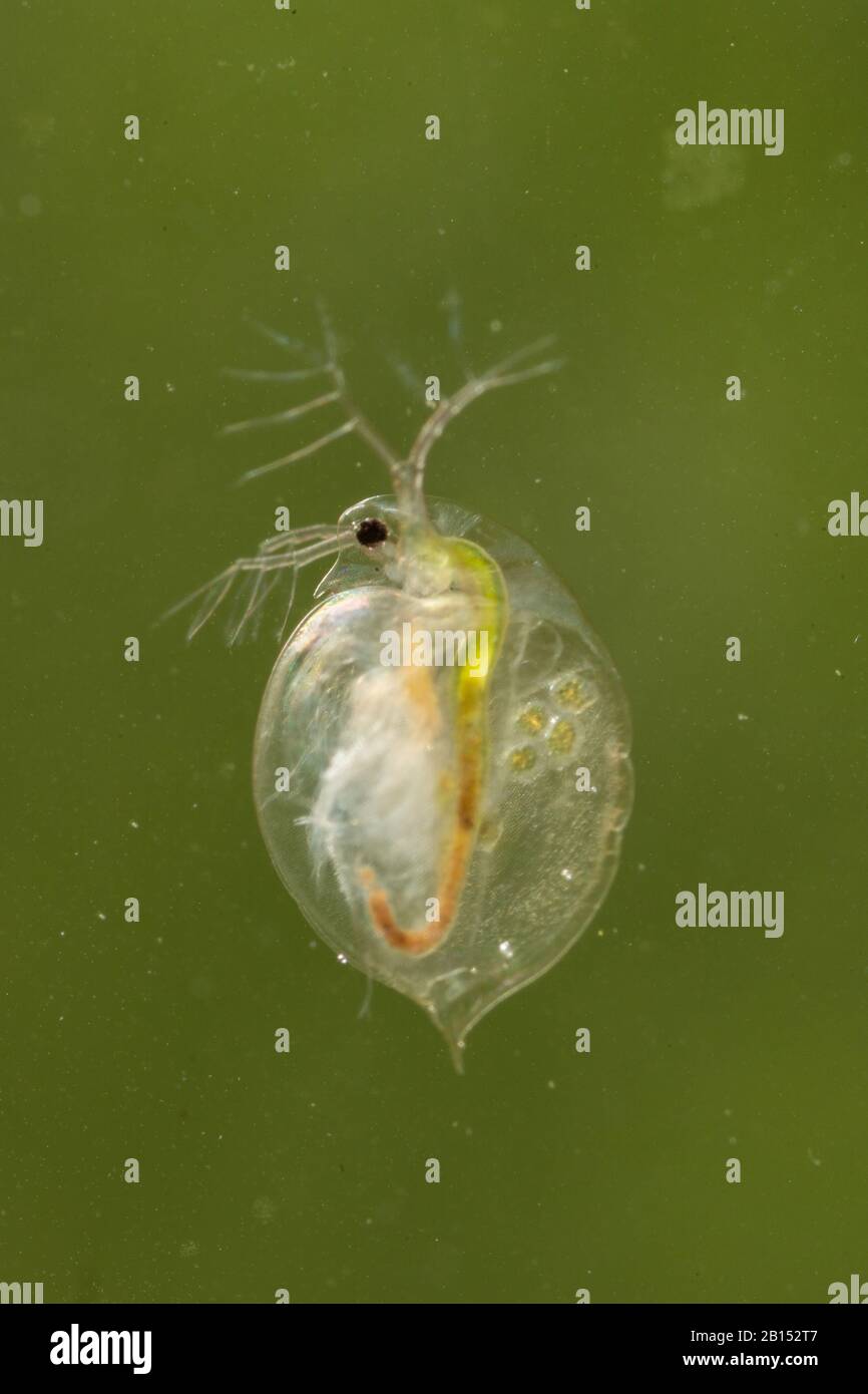 common water flea (Daphnia pulex), female with offspring in its abdomen, Germany Stock Photo