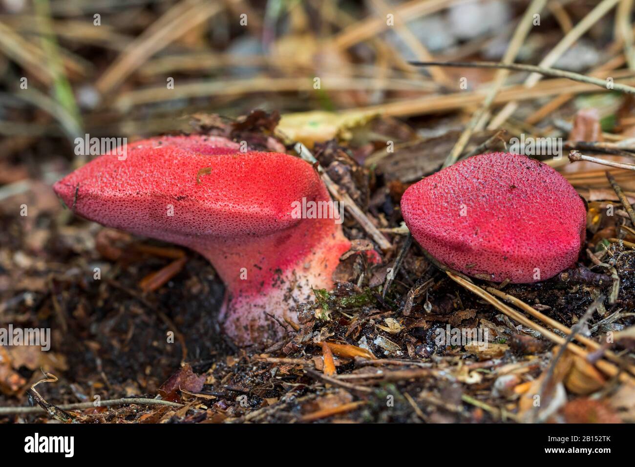 beefsteak fungus (Fistulina hepatica), two fruiting bodies on forest floor, Germany, Mecklenburg-Western Pomerania Stock Photo