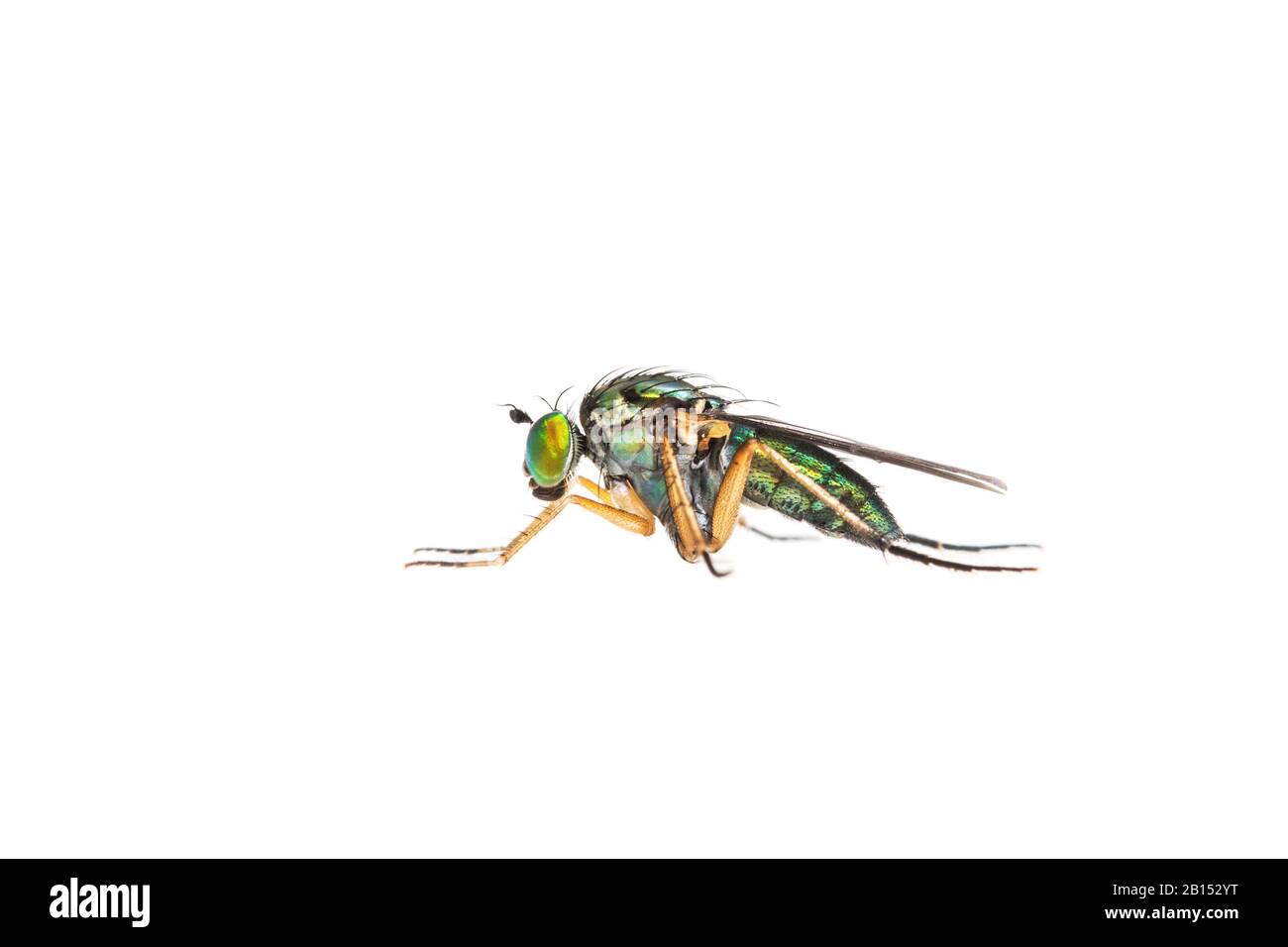 Semaphore Fly (Poecilobothrus nobilitatus), full-length portrait, side view, Netherlands Stock Photo