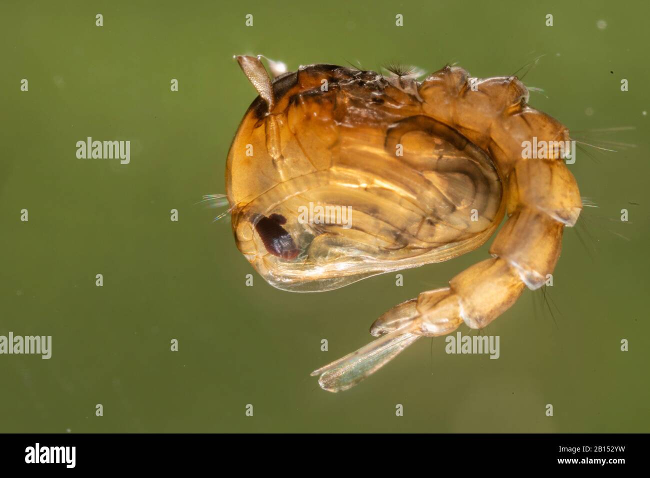 mosquito (Aedes maculatus), pupa in water, Germany, Bavaria Stock Photo