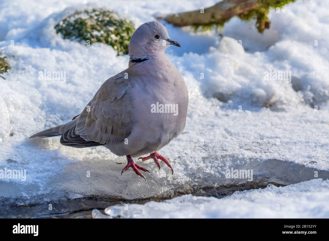 collared dove (Streptopelia decaocto), at a frosty brook, Germany, Mecklenburg-Western Pomerania Stock Photo
