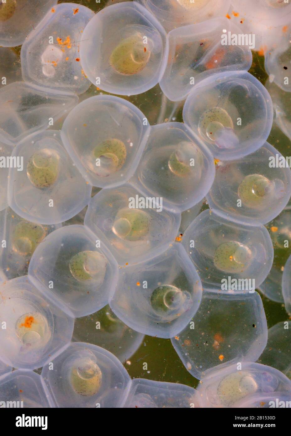 Fish egg larvae hi-res stock photography and images - Alamy