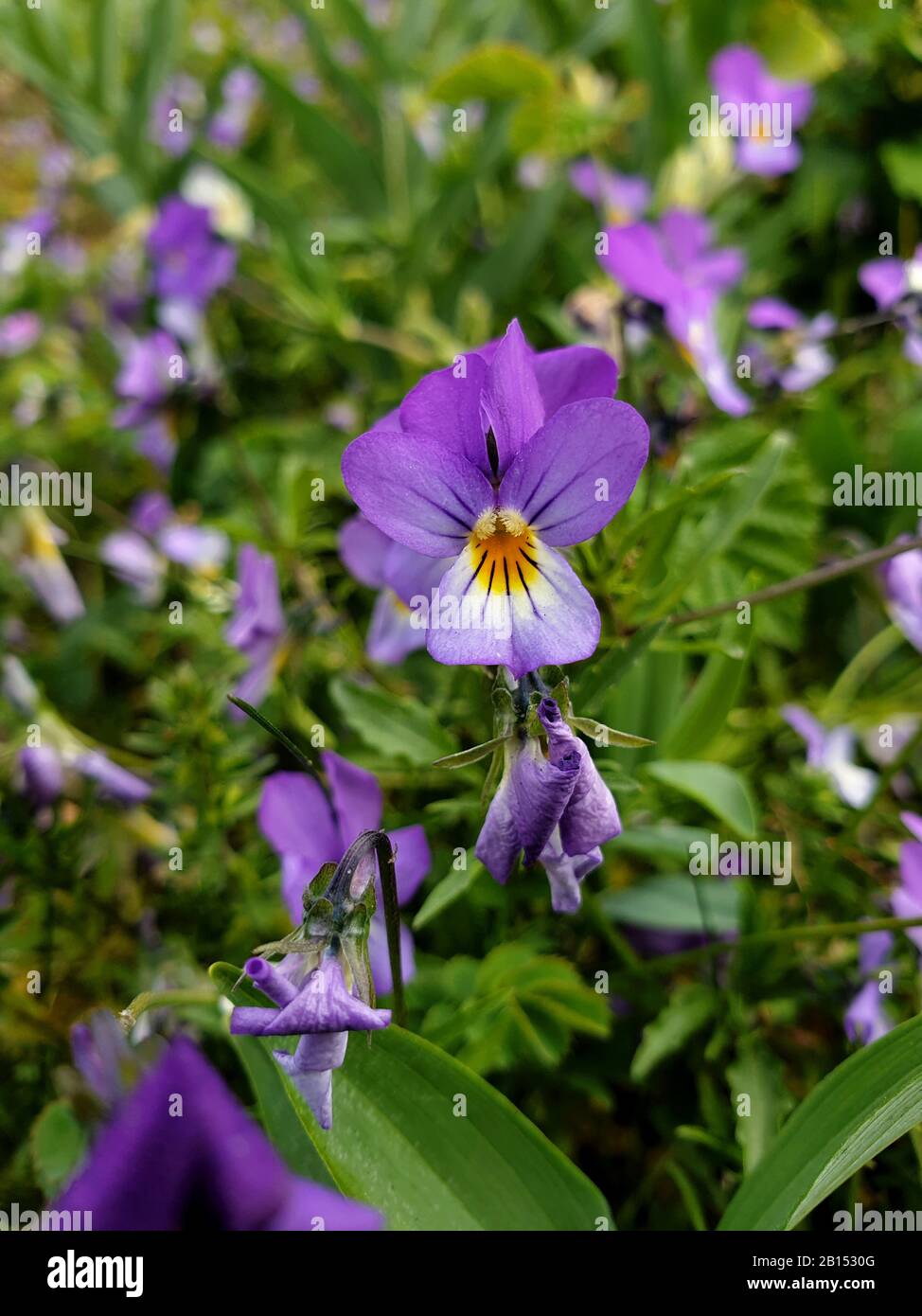 Heartsease, Heart's ease, Heart's delight, Tickle-my-fancy, Wild pansy,  Jack-jump-up-and-kiss-me, Come-and-cuddle-me, Three faces in a hood,  Love-in-idleness (Viola tricolor), blooming, Netherlands Stock Photo - Alamy