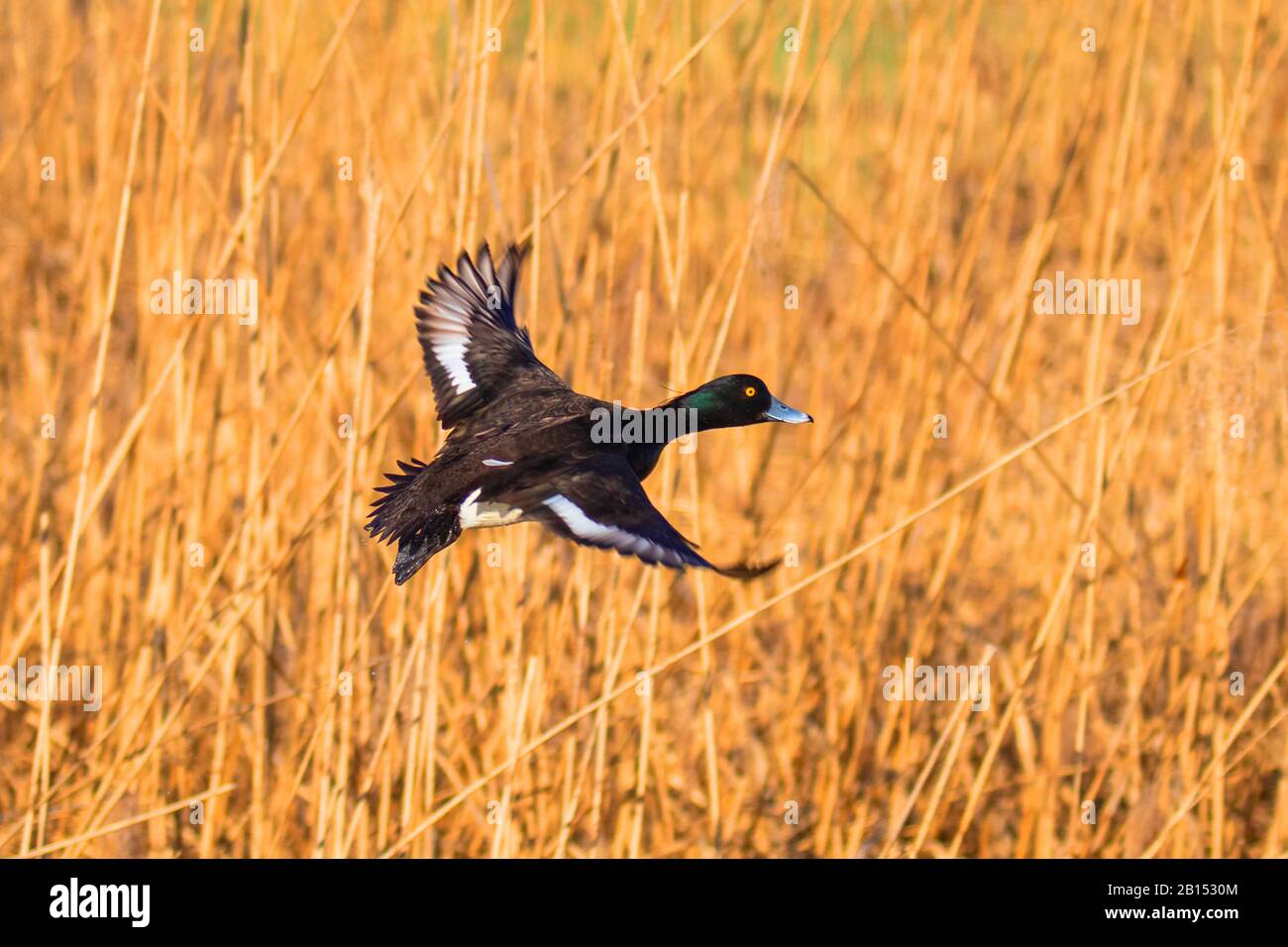 tufted duck (Aythya fuligula), drake in flight in front of a reed bank, side view, Germany, Bavaria Stock Photo