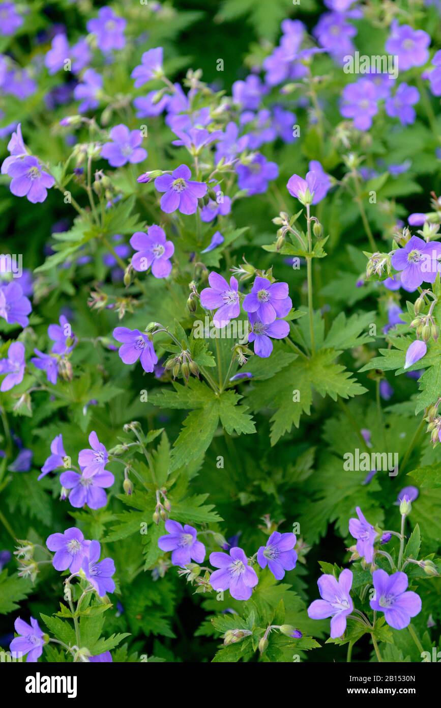 Wood cranesbill (Geranium sylvaticum 'Mayflower', Geranium sylvaticum Mayflower), cultivar Mayflower Stock Photo