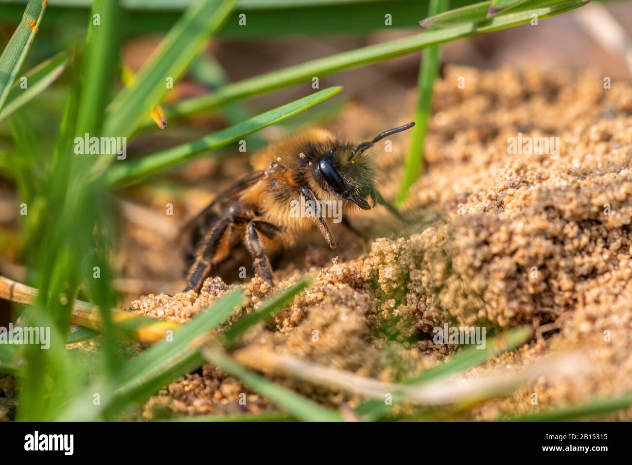 Spring Colletes (Colletes cunicularius), in front of the nesting hole, side view, Germany, Bavaria Stock Photo