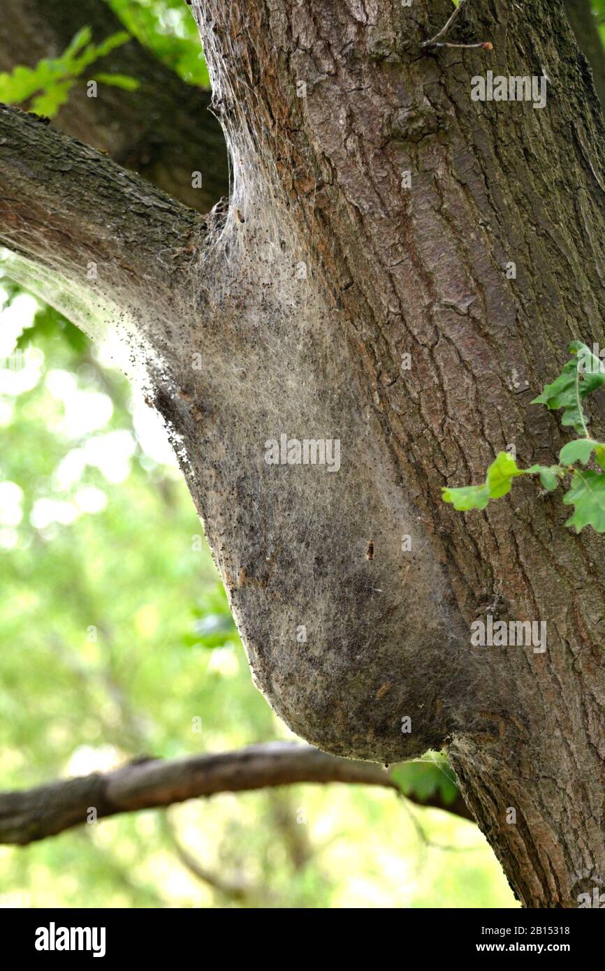 Moth nests hires stock photography and images Alamy