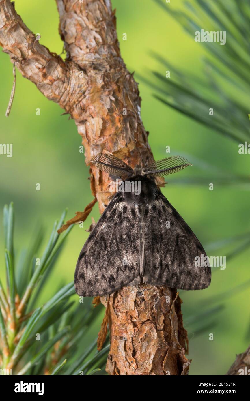 black arches (Lymantria monacha), male on pine branch, Germany Stock Photo