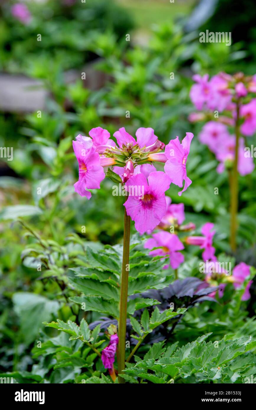 Incarvillea (Incarvillea delavayi), blooming, Sweden, Vaestra Goetalands laen, Garten Peter Korn, Goeteborg Stock Photo