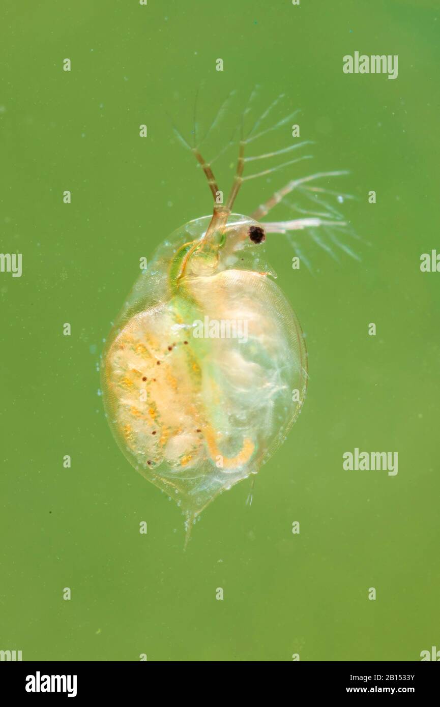 common water flea (Daphnia pulex), female with offspring in their its abdomen, Germany Stock Photo