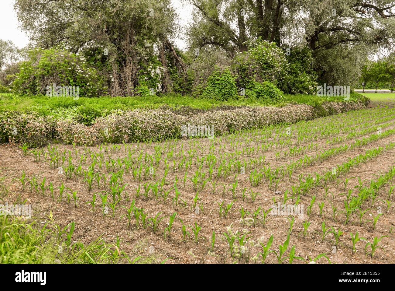 pattern of damage at the edge of a maize field after glyphosate application, Germany, Bavaria, Erdinger Moos Stock Photo