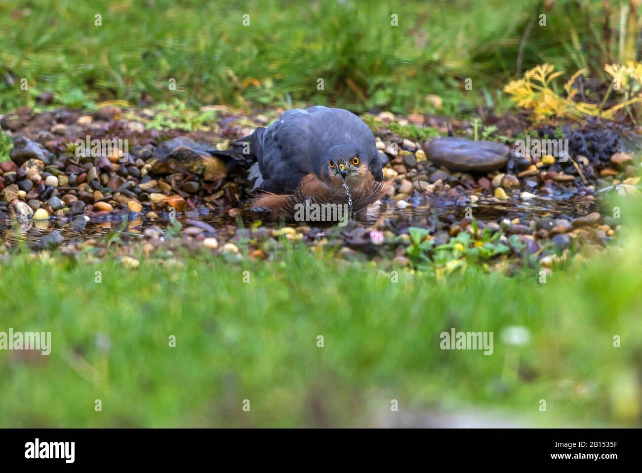 northern sparrow hawk (Accipiter nisus), male drinks, Germany, Mecklenburg-Western Pomerania Stock Photo