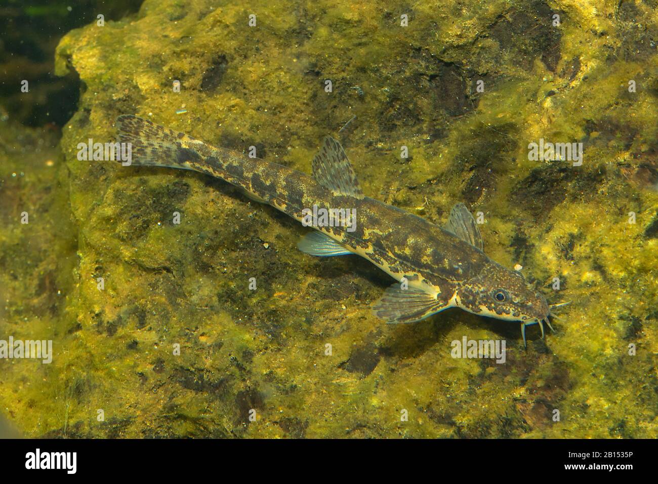 stone loach (Noemacheilus barbulatus, Barbatula barbatula, Nemacheilus barbatulus), swimming Stock Photo