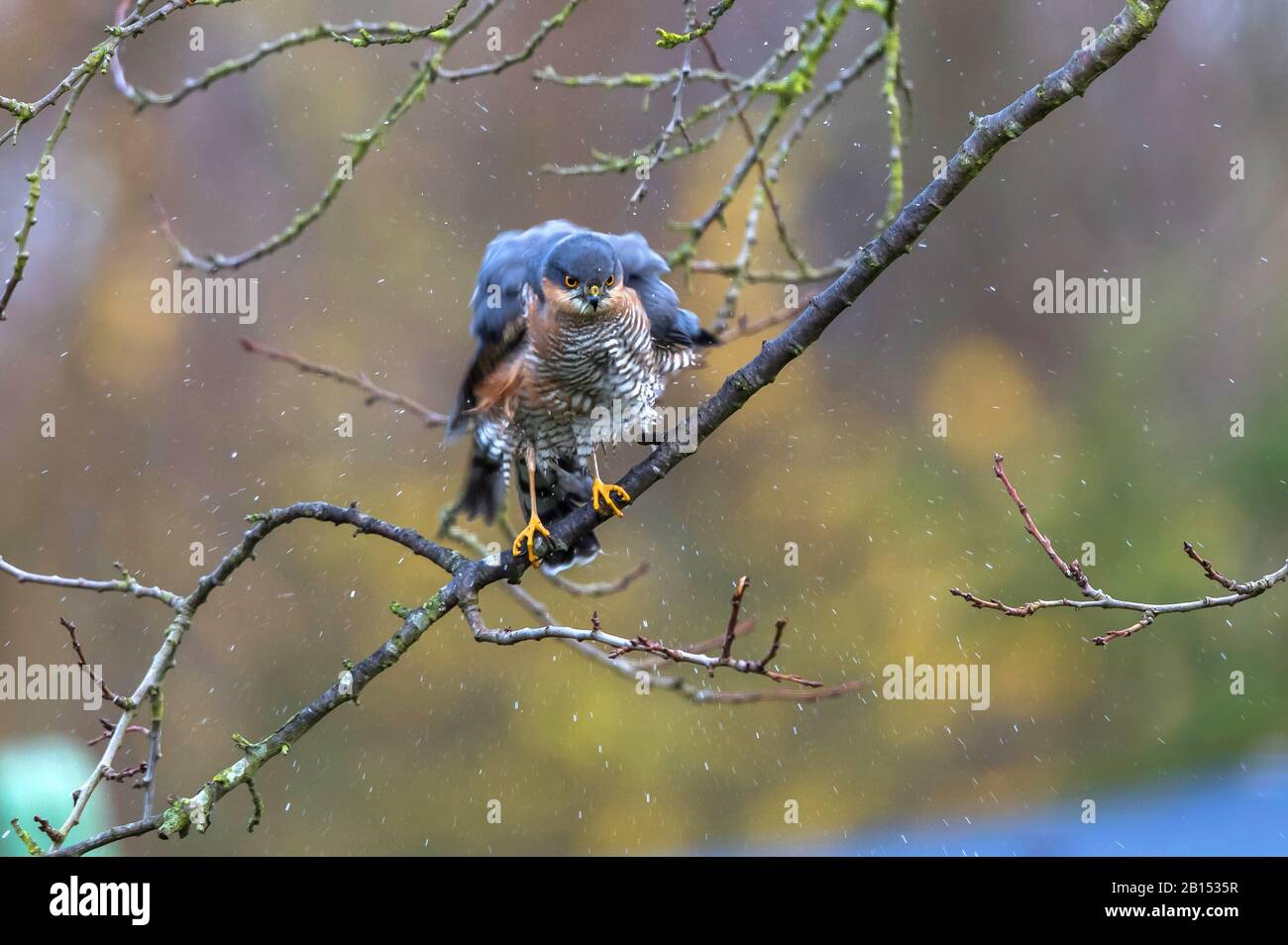 northern sparrow hawk (Accipiter nisus), male shakes off the water from the plumage, Germany, Mecklenburg-Western Pomerania Stock Photo