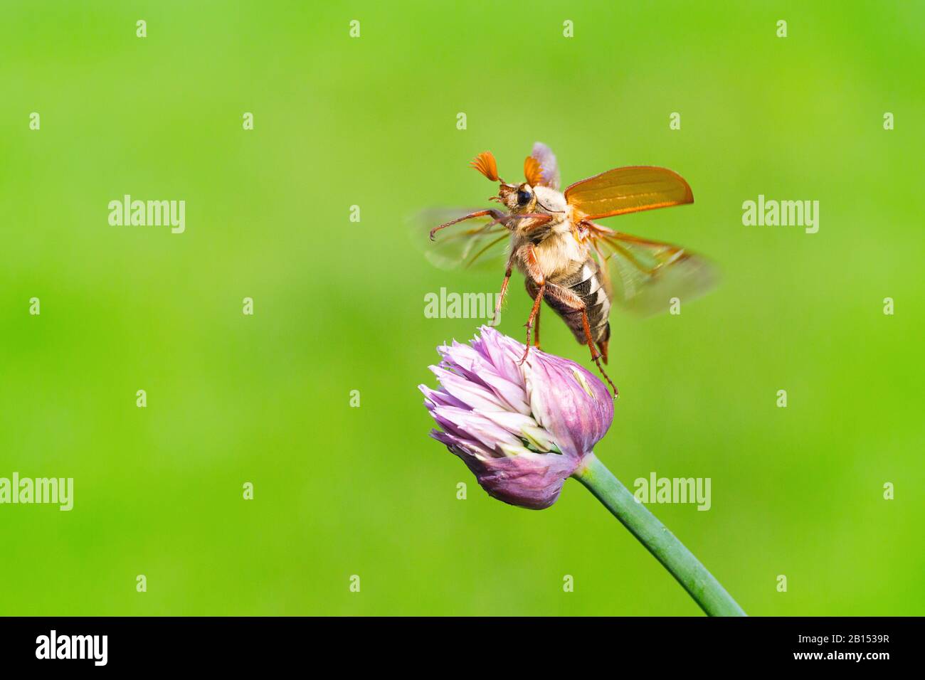 Common cockchafer, Maybug, Maybeetle (Melolontha melolontha), on Allium, Netherlands, Frisia, Delleboersterheide Stock Photo